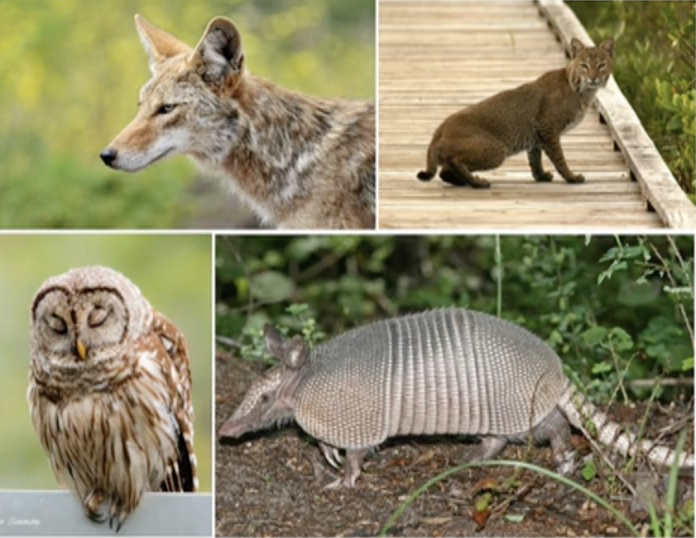 Making the Case for Wildlife Corridors: A Video Presentation for Palmer Ranch, Sarasota County, and the state of Florida